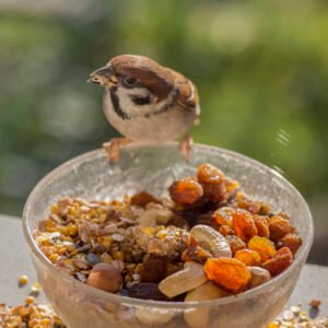 Bird Seeds & Treats